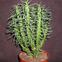 Load image into Gallery viewer, African Palm Tree, Euphorbia loricata,  Euphorbia armata, Euphorbia hystrix