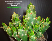 Load image into Gallery viewer, Gumby Cactus, Austrocylindropuntia subulata f. monstrosa, Christmas tree cactus
