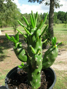 Gumby Cactus, Austrocylindropuntia subulata f. monstrosa, Christmas tree cactus