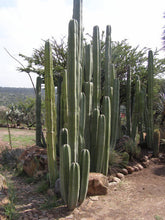 Load image into Gallery viewer, Pachycereus marginatus, Fence Post Cactus, Cactus, Succulent, Live plant