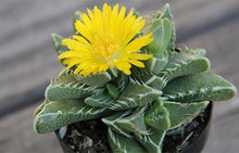 Load image into Gallery viewer, Tiger Jaw Succulent, Faucaria tigrina, Succulent, cactus, live plant

