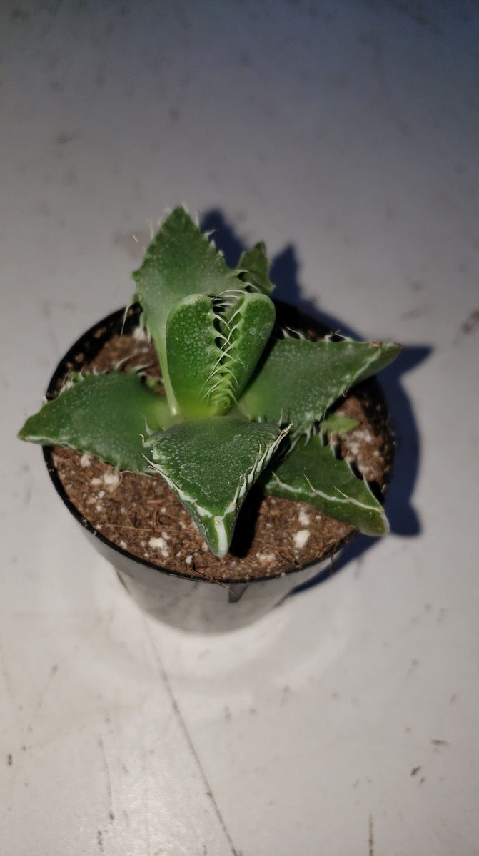shark jaw succulent Tiger Jaw Succulent, Faucaria tigrina, Succulent, cactus, live plant –  Desert Noir