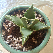 Load image into Gallery viewer, Tiger Jaw Succulent, Faucaria tigrina, Succulent, cactus, live plant