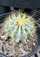 Load image into Gallery viewer, Blue golden barrel cactus, Ferocactus glaucescens, blue barre