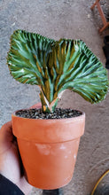 Load image into Gallery viewer, Coral Cactus, Eurphorbia lactea cristata, Euphorbia neriifolia, Very Rare, Live Plant