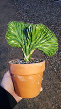Load image into Gallery viewer, Coral Cactus, Eurphorbia lactea cristata, Euphorbia neriifolia, Very Rare, Live Plant