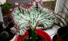 Load image into Gallery viewer, Coral Cactus, Eurphorbia lactea cristata, Euphorbia neriifolia, Very Rare, Live Plant