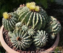 Load image into Gallery viewer, Blue golden barrel cactus, Ferocactus glaucescens, blue barre