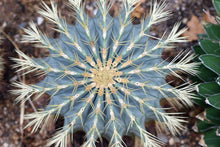 Load image into Gallery viewer, Blue golden barrel cactus, Ferocactus glaucescens, blue barre
