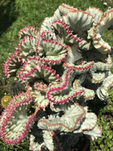 Load image into Gallery viewer, Coral Cactus, Eurphorbia lactea cristata, Euphorbia neriifolia, Very Rare, Live Plant