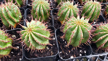 Load image into Gallery viewer, Euphorbia Horrida, Major Nova, cactus, succulent, live plant
