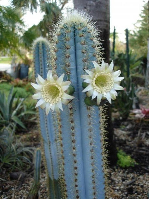 brazilian succulents Blue Pilosocereus Cactus (6in)
