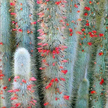 Load image into Gallery viewer, Silver Torch Cactus, Cleistocactus strausii, Succulent, Live Cactus