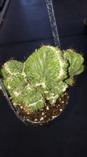 Load image into Gallery viewer, Rare Crested Cereus Peruvianus Monstrose, crested cactus, live plant