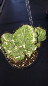 Rare Crested Cereus Peruvianus Monstrose, crested cactus, live plant