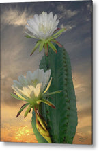 Load image into Gallery viewer, Peruvian Apple Cactus, Cereus Repandus, Cactus, Succulent, Live plant