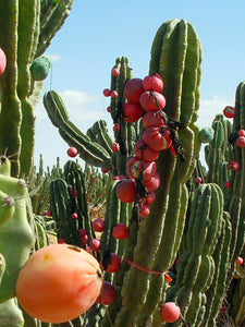 Peruvian Apple Cactus, Cereus Repandus, Cactus, Succulent, Live plant