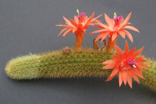 Load image into Gallery viewer, Golden Rat Tail Cactus, Hildewintera aureispina, Cleistocactus winteri, Succulent, Cactus, Live Plant
