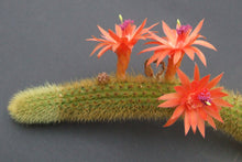 Load image into Gallery viewer, Golden Rat Tail Cactus, Hildewintera aureispina, Cleistocactus winteri, Succulent, Cactus, Live Plant