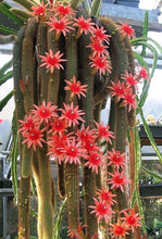 Load image into Gallery viewer, Golden Rat Tail Cactus, Hildewintera aureispina, Cleistocactus winteri, Succulent, Cactus, Live Plant