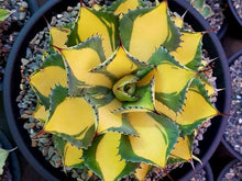 Load image into Gallery viewer, Rum Runner, Agave Isthmensis, Agave