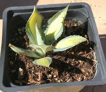 Load image into Gallery viewer, Rum Runner, Agave Isthmensis, Agave