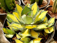 Load image into Gallery viewer, Rum Runner, Agave Isthmensis, Agave