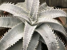 Load image into Gallery viewer, Grand Marnier Dyckia, lapostollei, White Dyckia, cactus, succulent, live plant