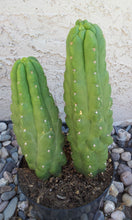 Load image into Gallery viewer, Trichocereus Pachanoi var. Monstrose, Echinopsis pachanoi, San Pedro Monstrose, Cactus, Succulent, Live Plant, RARE