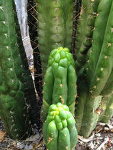 Load image into Gallery viewer, Trichocereus Pachanoi var. Monstrose, Echinopsis pachanoi, San Pedro Monstrose, Cactus, Succulent, Live Plant, RARE