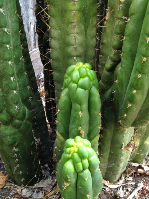 san pedro monstrose cactus Trichocereus pachanoi 'San Pedro Cactus'