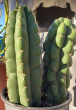 Load image into Gallery viewer, Trichocereus Pachanoi var. Monstrose, Echinopsis pachanoi, San Pedro Monstrose, Cactus, Succulent, Live Plant, RARE