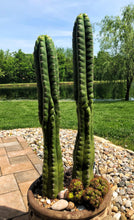 Load image into Gallery viewer, Trichocereus Pachanoi var. Monstrose, Echinopsis pachanoi, San Pedro Monstrose, Cactus, Succulent, Live Plant, RARE