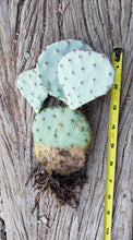 Load image into Gallery viewer, Santa Rita Prickly Pear cactus, Opuntia Violacea, Prickly Pear, live plant, cactus, succulent
