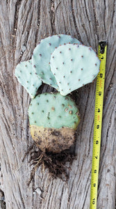 Santa Rita Prickly Pear cactus, Opuntia Violacea, Prickly Pear, live plant, cactus, succulent