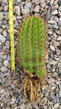 Load image into Gallery viewer, Trichocereus Grandiflorus Hybrid, Echinopsis Grandiflora, cactus flower, cactus, succulent, live plant