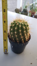 Load image into Gallery viewer, Trichocereus Grandiflorus Hybrid, Echinopsis Grandiflora, cactus flower, cactus, succulent, live plant