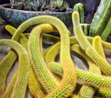 Load image into Gallery viewer, Golden Rat Tail Cactus, Hildewintera aureispina, Cleistocactus winteri, Succulent, Cactus, Live Plant