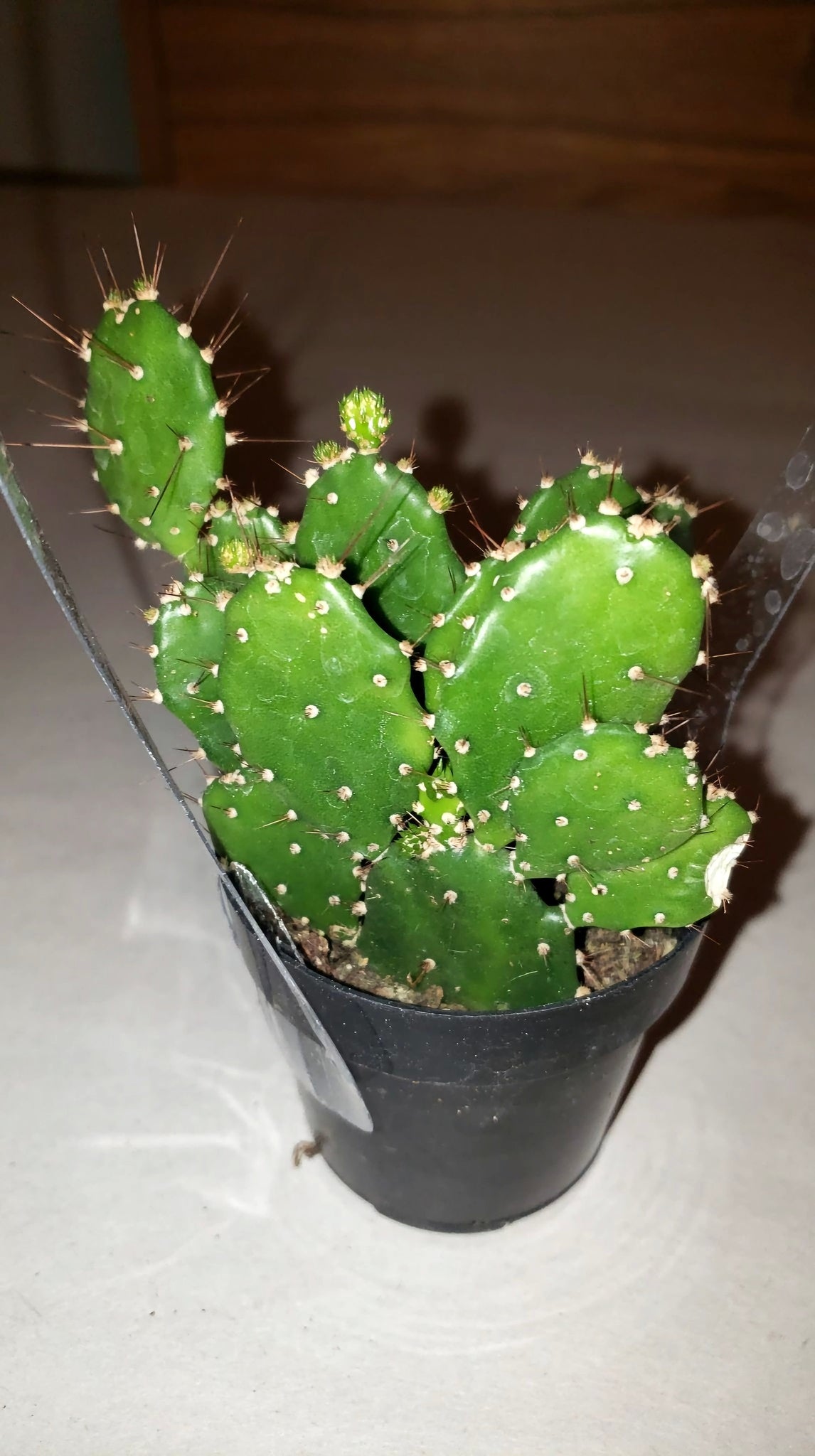 mini prickly pear cactus Dwarf Prickly Pear Cactus, Argentina Opuntia – Desert Noir