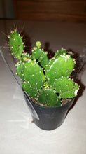 Load image into Gallery viewer, Dwarf Prickly Pear Cactus, Argentina Opuntia

