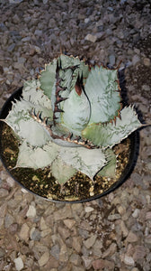 Agave titanota, Chalk agave, Asparagaceae
