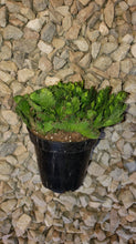 Load image into Gallery viewer, Euphorbia Flanaganii f. Cristata, Crested Medusa, RARE, Cactus, succulent, live plant, LIMITED
