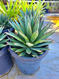 Blue Glow Agave, A. attenuata x A. ocahui, live plant