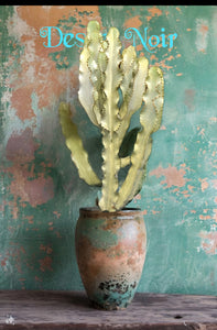 African Golden Candelabra, Euphorbia ammak