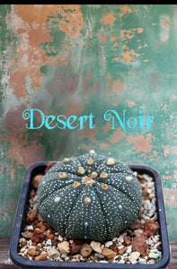 Astrophytum asterias cactus