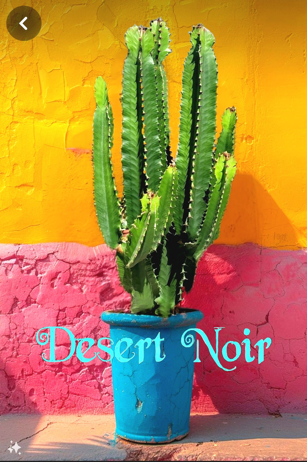 chocolate drop succulent Candelabra Chocolate Drop, Ingens, Live Plant – Desert Noir