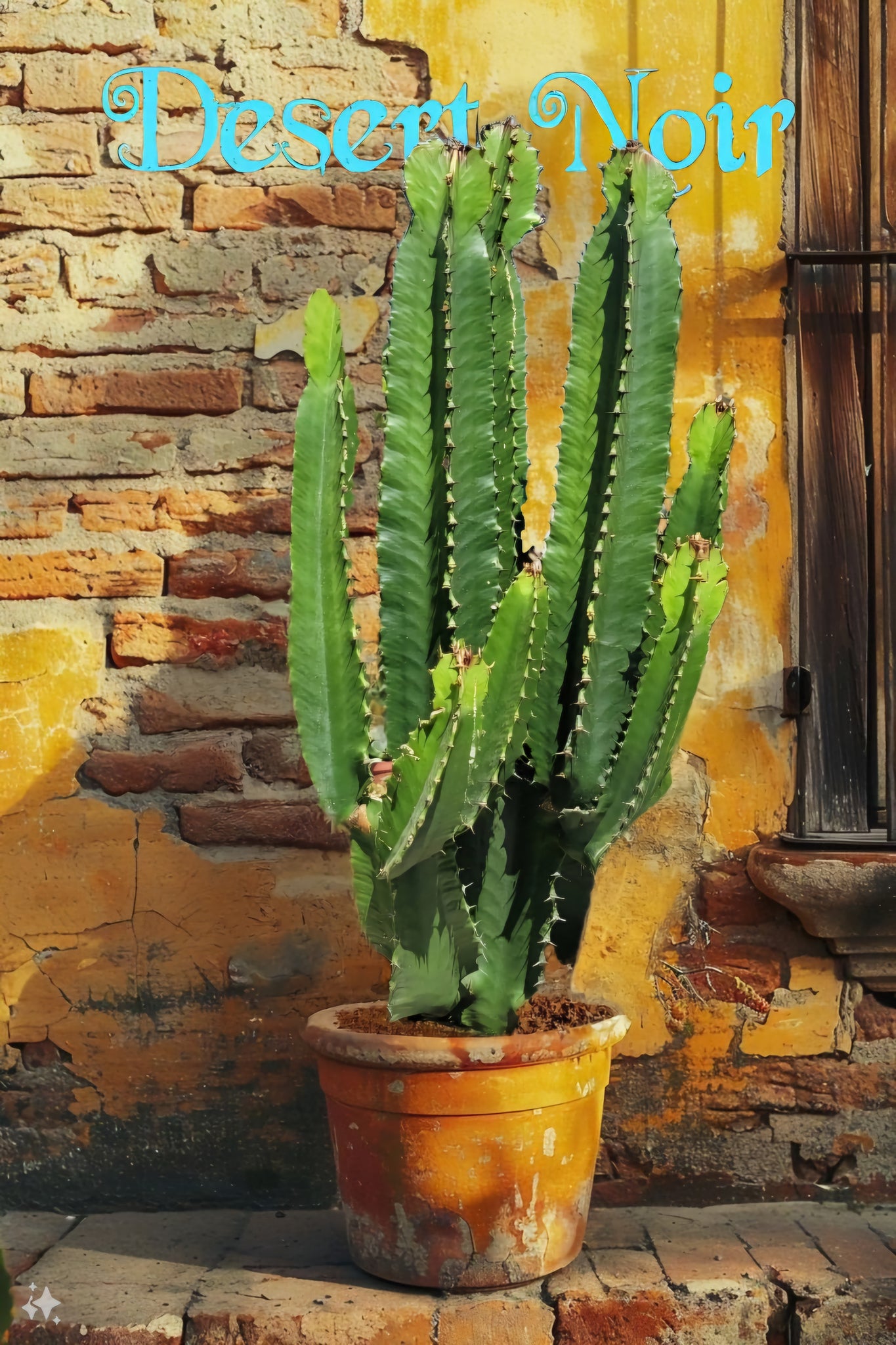 chocolate drop succulent Candelabra Chocolate Drop, Ingens, Live Plant – Desert Noir