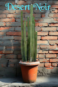 Pachycereus marginatus, Fence Post Cactus, Cactus, Succulent, Live plant
