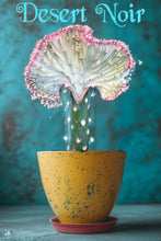 Load image into Gallery viewer, Coral Cactus, Eurphorbia lactea cristata, Euphorbia neriifolia, Very Rare, Live Plant
