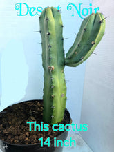 Load image into Gallery viewer, Blue Myrtle Cactus, Blue Candle Cactus,  Myrtillocactus geometrizans, bilberry cactus, whortleberry cactus
